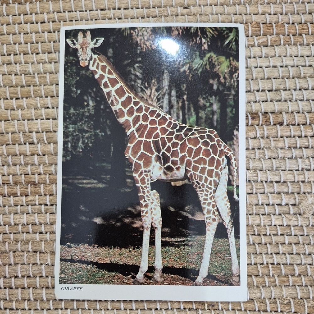 Lion Country Safari Vintage Post Card